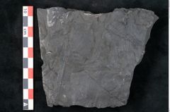 Foto (Detailansicht) von Annularia minuta Brongniart (NHMW-GEO-2024-0188-11012)